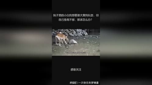 院子里的小白狗想要跟大黄狗玩耍，但自己身高不够，那该怎么办？