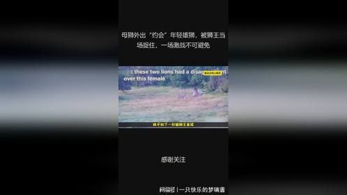 母狮外出“约会”年轻雄狮，被狮王当场捉住，一场激战不可避免
