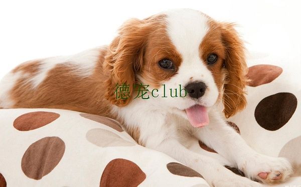 德宠club：夺走宠物生命的恶魔，都看看吧！