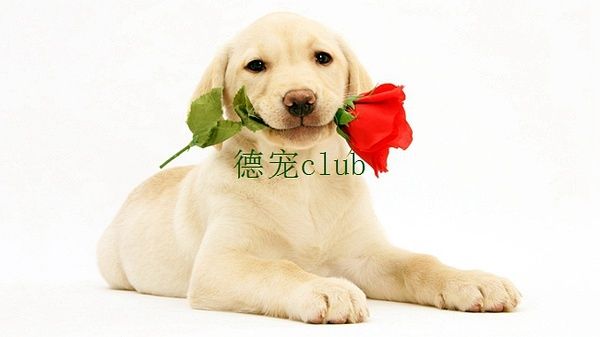 德宠club的纳茨动能焕发液