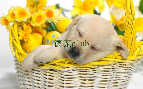 德宠club的纳茨动能焕发液