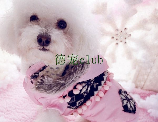 德宠club：夺走宠物生命的恶魔，都看看吧！