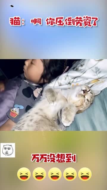 宠物好不好：养宠物前需要考虑的几个问题？宠物养护指南