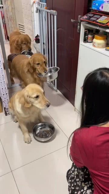 宠物好不好：养宠物前需要考虑的几个问题？宠物养护指南