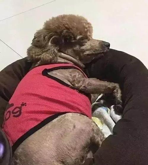 宠物好不好：养宠物前需要考虑的几个问题？宠物养护指南