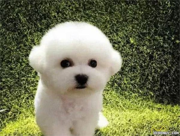 最令人省心的五大宠物犬,懒人必备款,一起来看看吧?