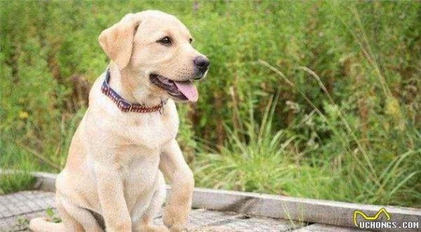 最令人省心的五大宠物犬,懒人必备款,一起来看看吧?