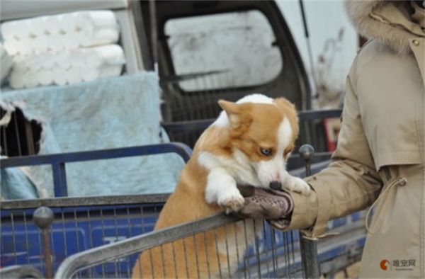 锦州市最大的宠物市场在哪里 营业时间是多少