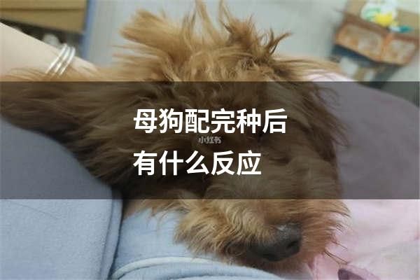 母狗配完种后有什么反应