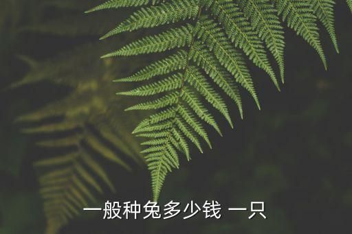 一般种兔多少钱 一只
