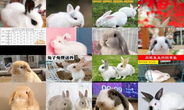 宠物兔要多少钱一只