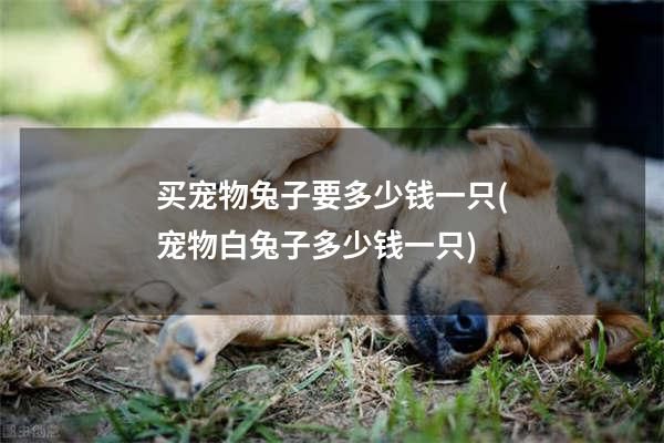 买宠物兔子要多少钱一只(宠物白兔子多少钱一只)