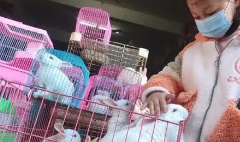 萌兔成为宠物市场“顶流”！饲养要注意这些