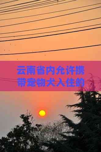 云南省内允许携带宠物犬入住的酒店全指南