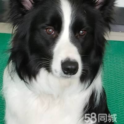 店主头像