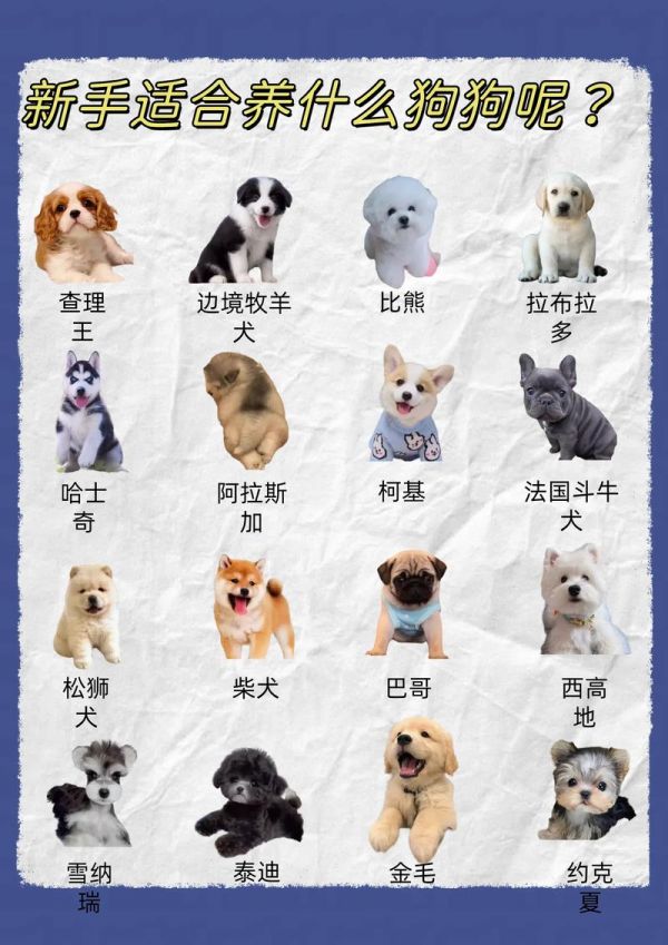 养殖宠物狗：养殖宠物狗能赚钱吗