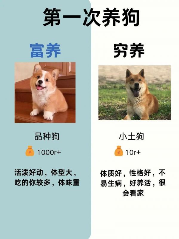 养殖宠物狗：养殖宠物狗能赚钱吗