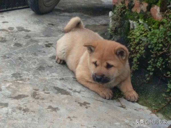 养狗挣钱吗成本多少 -养殖宠物狗繁殖的利润-第2张图片