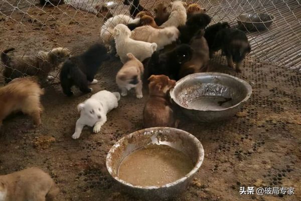 养狗挣钱吗成本多少 -养殖宠物狗繁殖的利润-第3张图片
