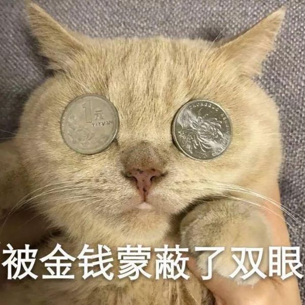 靠狗赚钱的职业，本期：宠物餐饮业和宠物托运业
