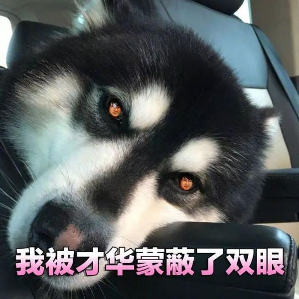 靠狗赚钱的职业，本期：宠物餐饮业和宠物托运业