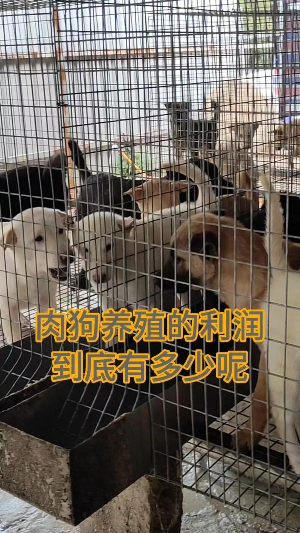 养殖宠物狗效益如何_养宠物狗的利润与成本
