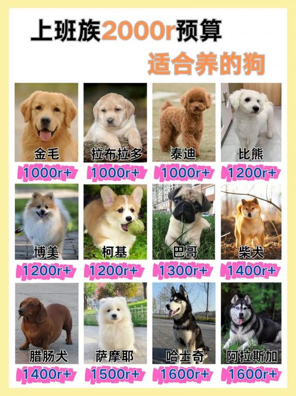 养殖宠物狗效益如何_养宠物狗的利润与成本