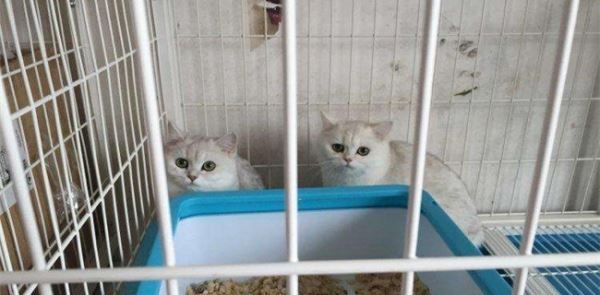 宠物养殖赚钱吗