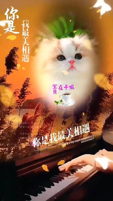 摄影英短金加白金渐层金加白萌宠手机摄影萌宠拍摄技巧