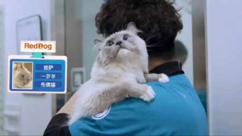 探究猫脖拎法与宠物安全