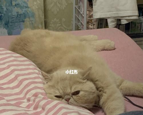 小猫为什么总睡觉（揭秘宠物猫的睡眠习惯）