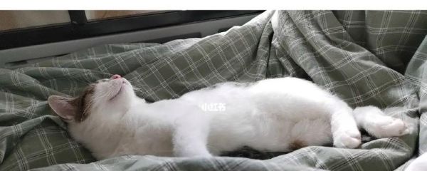 小猫为什么总睡觉（揭秘宠物猫的睡眠习惯）