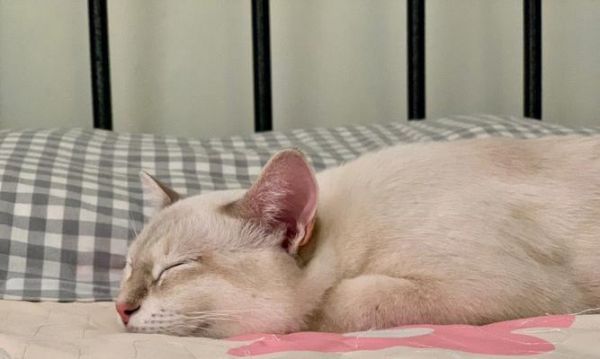 小猫为什么总睡觉（揭秘宠物猫的睡眠习惯）