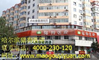 乌鲁木齐宠物医院怎么选？2023年乌鲁木齐宠物医院排名一览表