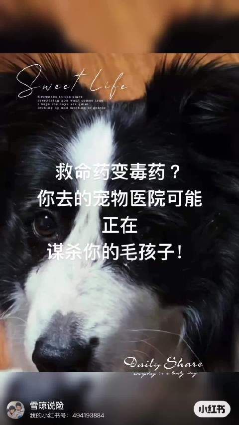 上海浦东哆趣宠物医院使用无批号假药致狗狗死亡
