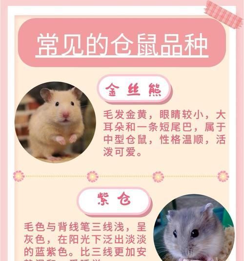 如何在宠物店挑选仓鼠？挑选时应注意哪些问题？