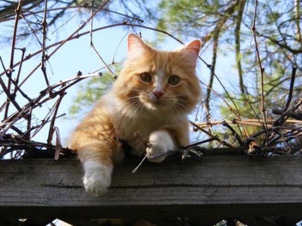 猫咪频繁进行磨爪，可能不止是身体需要，心理压力不容忽视