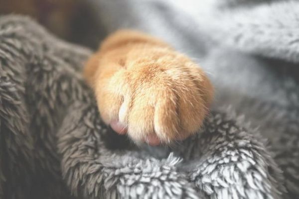 猫咪频繁进行磨爪，可能不止是身体需要，心理压力不容忽视