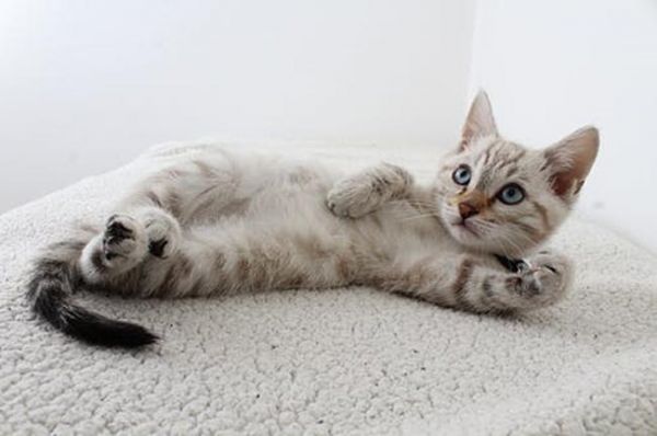 猫咪频繁进行磨爪，可能不止是身体需要，心理压力不容忽视