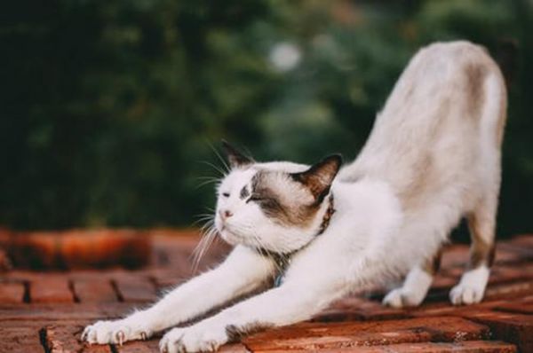猫咪频繁进行磨爪，可能不止是身体需要，心理压力不容忽视
