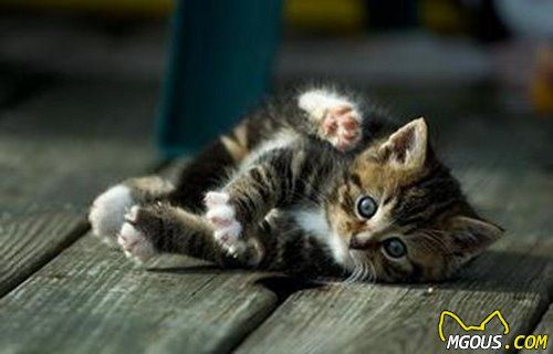 猫咪磨爪的不同类型