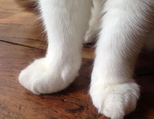小猫的尖爪子怎么磨（为你的宠物猫修剪爪子）