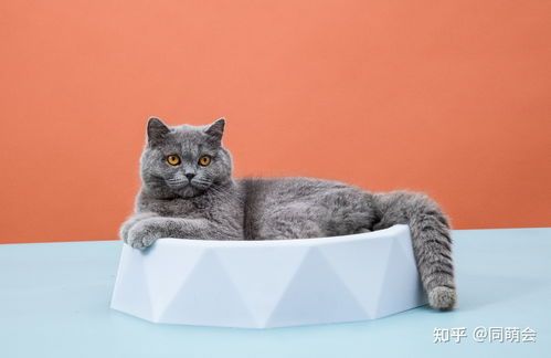 宠物猫护理:巧用磨爪器,护爪又护家具
