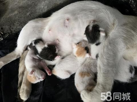 湛江宠物赠送/领养·小奶猫免费领养