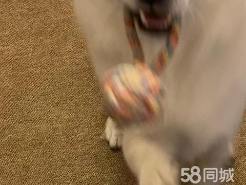 湛江宠物赠送/领养·领养狗狗