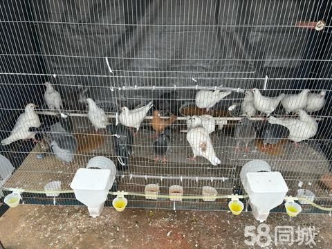 湛江宠物赠送/领养·自家饲养米玛斯双肌五谷杂粮的鸽子想要找我哟！