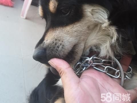 湛江宠物赠送/领养·身体健康听话懂事，希望有心人领养