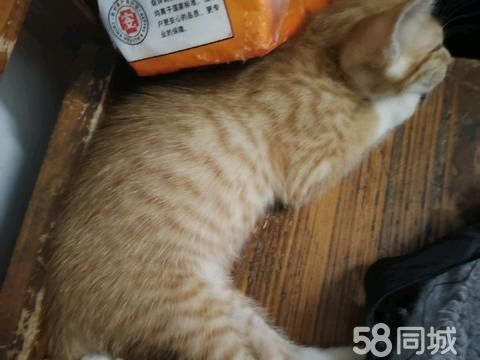 湛江宠物赠送/领养·本地土猫领养，一只母狸花，两只公橘猫