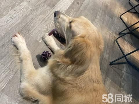 湛江市赤坎区融入造林设计中心（个体工商户）·金毛三岁，非常听话本人因为环境和工作原因无法继续养，现为爱狗找新主人。