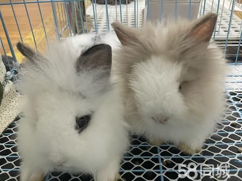 湛江宠物赠送/领养·宠物猫猫兔找主人了，6个月左右大。 买回来时候是一个月的幼兔。 自己精